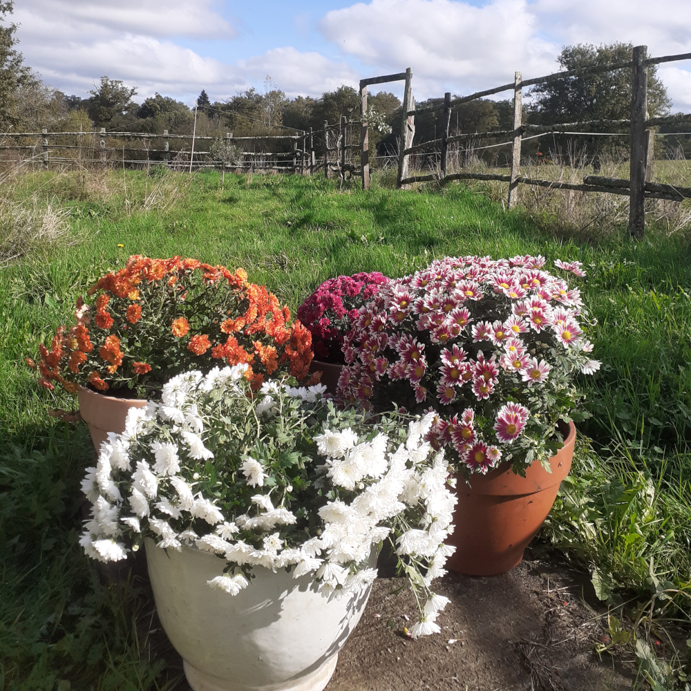 Fleur Jardin Ferme Main Verte